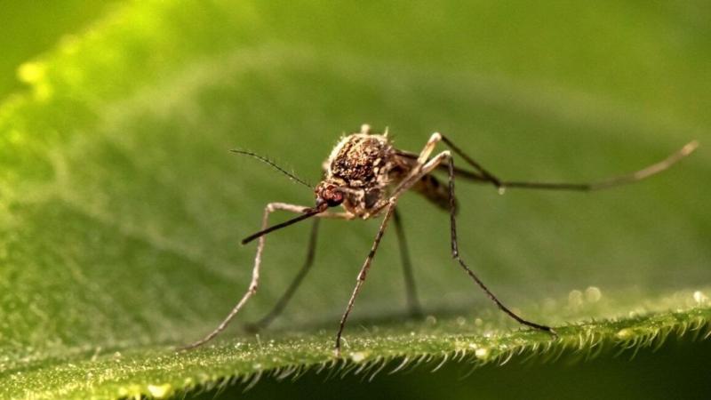 Megkezdődött a földi szúnyoggyérítés, ma este már nekilátnak a vérszívók eltüntetésének!