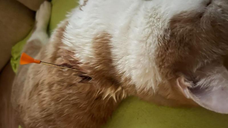 Felfoghatatlan állatkínzás történt Szolnokon: a család szeretett házi kedvence, akit nyíllal a hátában fedeztek fel, az ajtó előtt hevert. Az eset sokkoló részletei és a felvételek mély megdöbbenést keltenek.