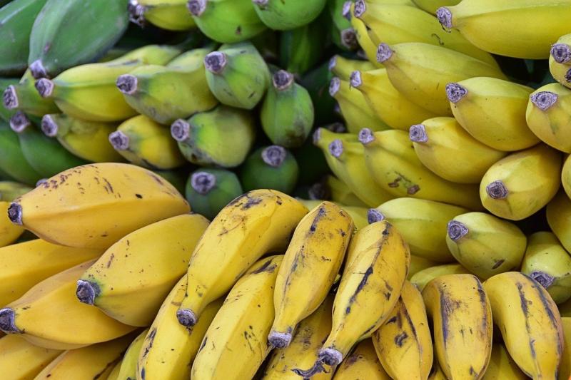 Hogyan sokasodnak a mag nélküli gyümölcsöt hozó növények? - Agrotrend

A mag nélküli gyümölcsök, mint például a banán vagy a szőlő, különleges szaporodási módszerekkel bővítik populációjukat. E növények esetében a vegetatív szaporodás játszik kulcsszerepe