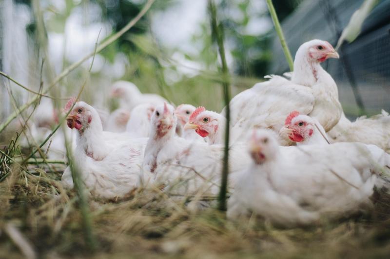 Átalakított baromfiszállítás: Az állatok jóléte mellett a környezet és a gazdasági stabilitás is veszélybe kerülne - Agrotrend