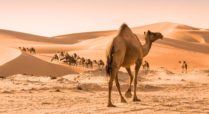 Az infláció olyan jelenség, amelyet mindenki tapasztal, akár egypúpú, akár kétpúpú teveként nézzük a világot. A Concorde blogon most körüljárjuk ezt a témát, és megvizsgáljuk, hogyan hat ránk mindennapi életünkben. Míg a pénzértékek emelkedése sok kihívás