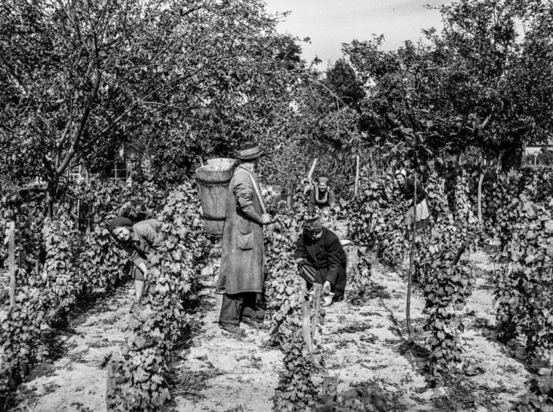A hűbérurak titkos világában - Márika néni története Katicáról és a Sólyomok rejtélyes útjáról | Székelyhon
