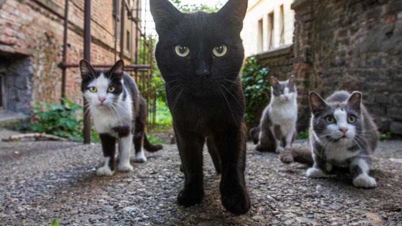 Több száz kóbor macska okozta a leállást egy kínai bitcoinbányában, ami igazi meglepetésként érte a helyi közösséget. A macskák váratlanul birtokba vették a bányát, és ezzel megfosztották a gépeket a működéstől. A szokatlan incidens rávilágít arra, hogy a