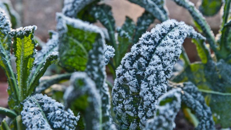 Vetés decemberben? Íme egy különleges lista, amelyen szereplő zöldségeket szinte bármikor elültetheted! Az Agrárszektor ajánlásával felfedezheted, hogyan hozhatod ki a legtöbbet a tél végén is, amikor a kertészkedés izgalma nem alszik. Ne hagyd ki ezt a l